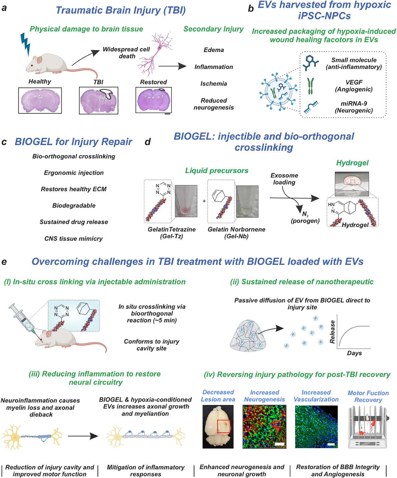 Advanced Biomaterial Delivery of Hypoxia-Conditioned Extracellular Vesicles (EVs) as a Therapeutic Platform for Traumatic Brain Injury