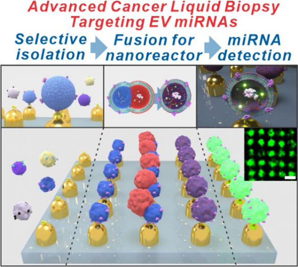 Advanced Cancer Liquid Biopsy Platform for miRNA Detection in Extracellular Vesicles Using CRISPR/Cas13a and Gold Nanoarrays